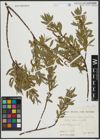 Foto von Salix alba subsp. alba L.